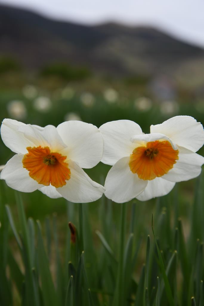 Narcissus Crimplene